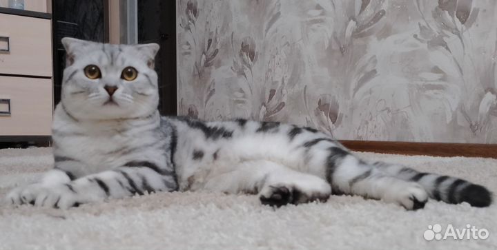 Британская