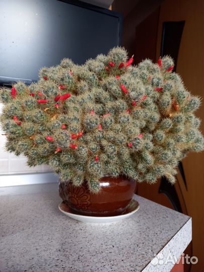 Комнатные растения цветы