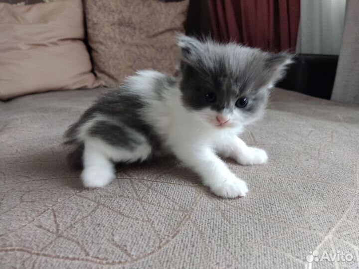 Котята
