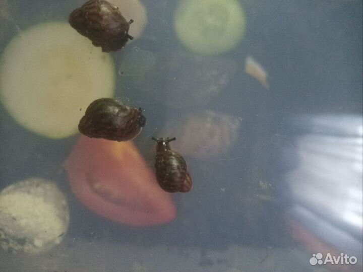 Улитки ахатины тигр