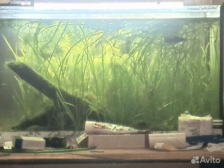 Роголистник