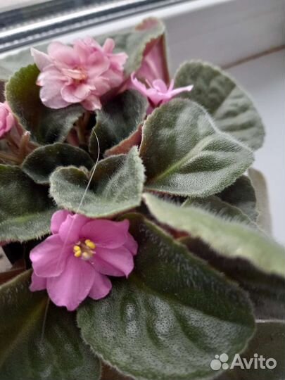 Фиалка в горшках