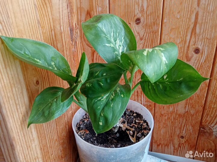 Диффинбахия