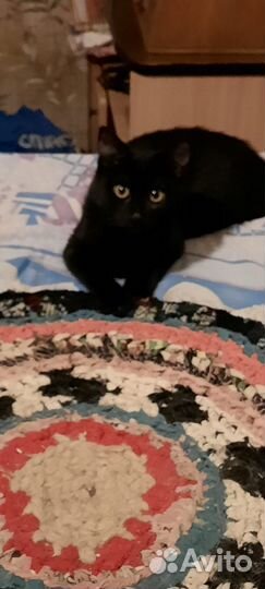 Котенок девочка 4 месяца