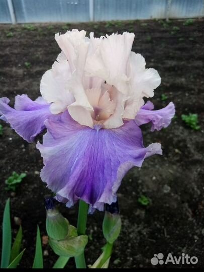 Ирисы сортовые