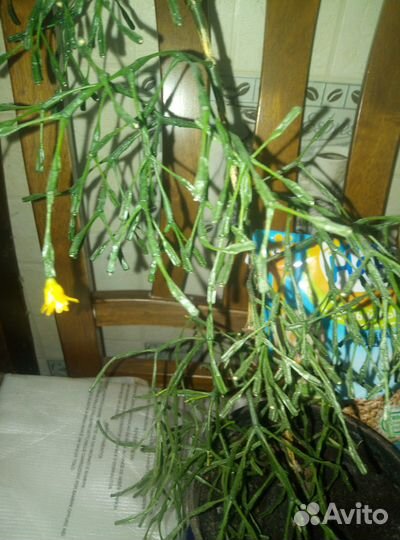 Цветок Хатиора - 