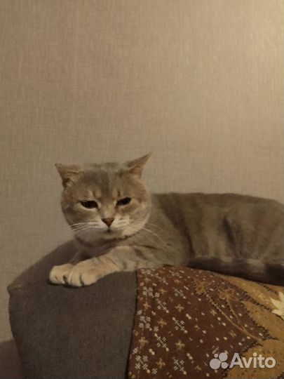 Котик в добрые руки