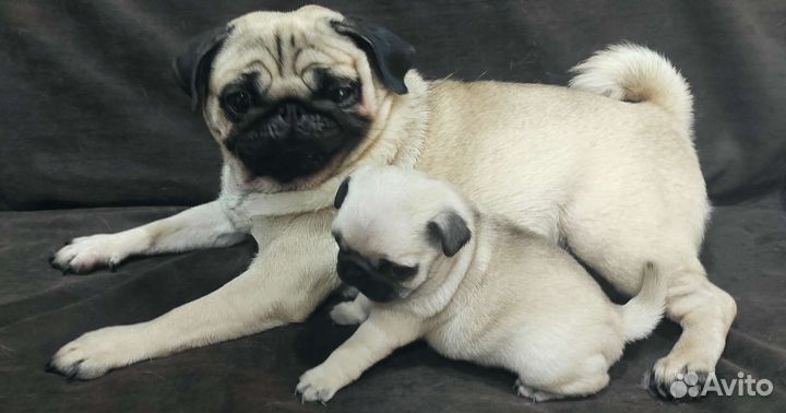 Мопс девочка