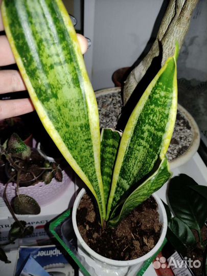 Комнатные цветы