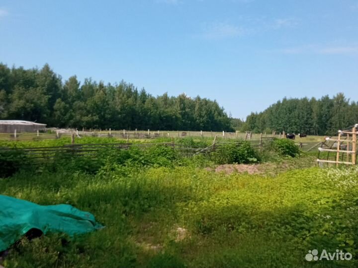 Молоко козье