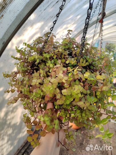 Коллизия, пеперомия