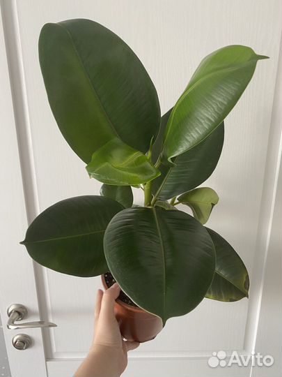Фикус эластика тинеке