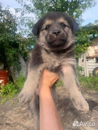 Отдам бесплатно щенки