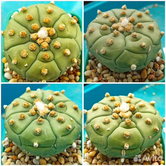 Кактусы Astrophytum