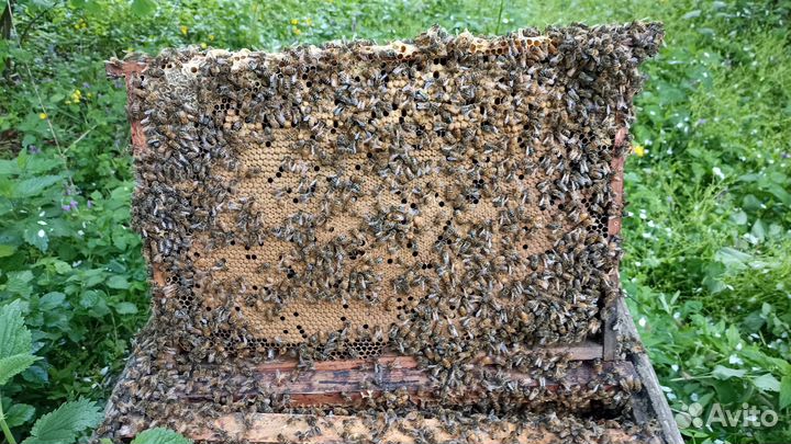 Пчело расплод рамка