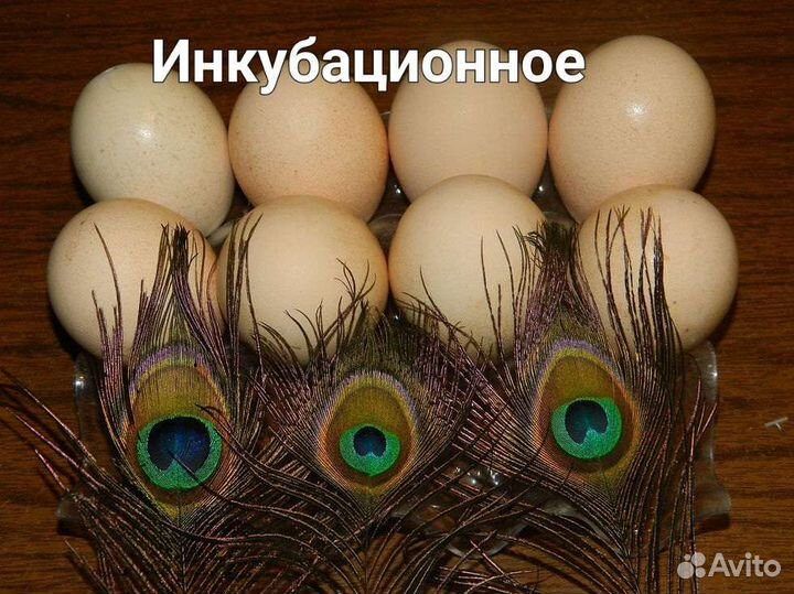 Павлины