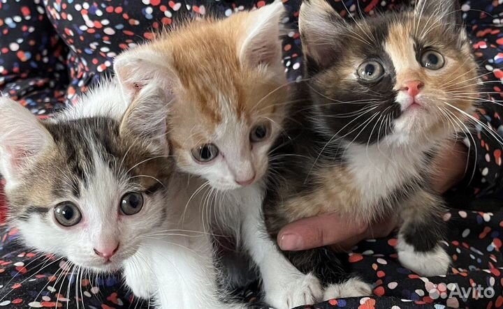 Котята ищут дом