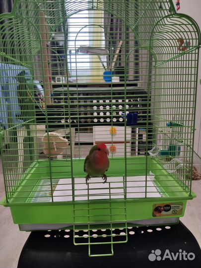 Продаю попугая