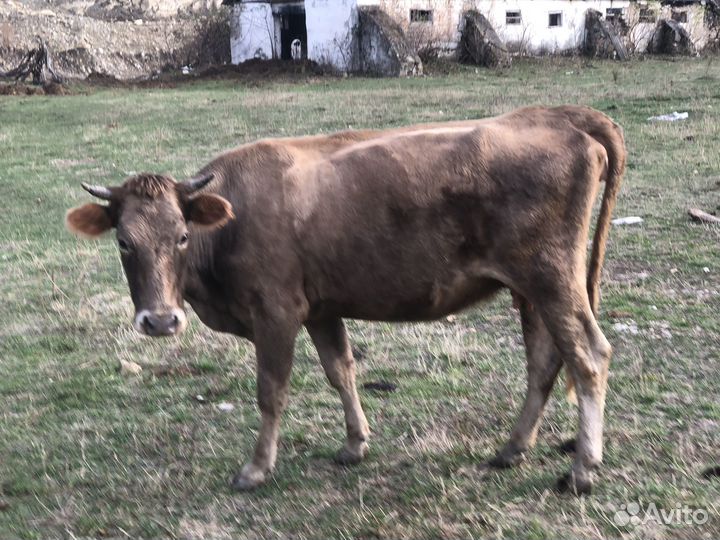 Корова, телята