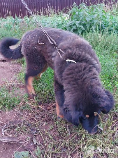 Тибетский мастиф