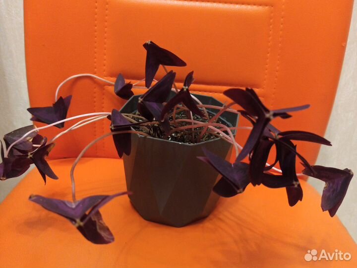 Хлорофитум, сципандус Пиктус, кислица