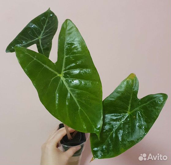 Алоказия Айвори Коаст, Полли