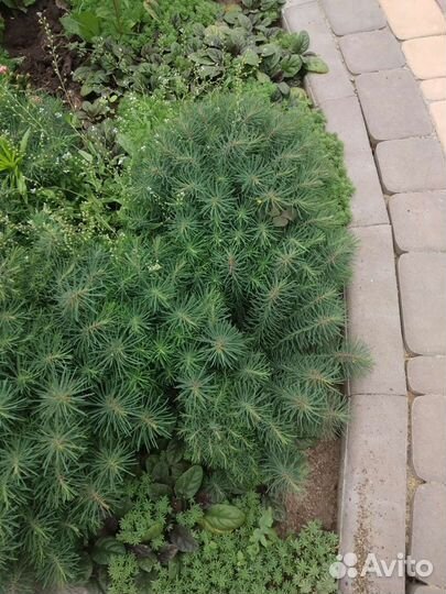 Зелень для украшения клумбы