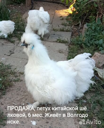 Петух китайский шелковый