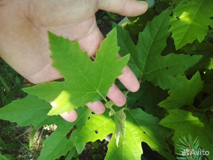 Платан кленолистный