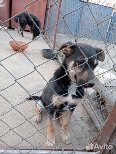 Щенок девочка