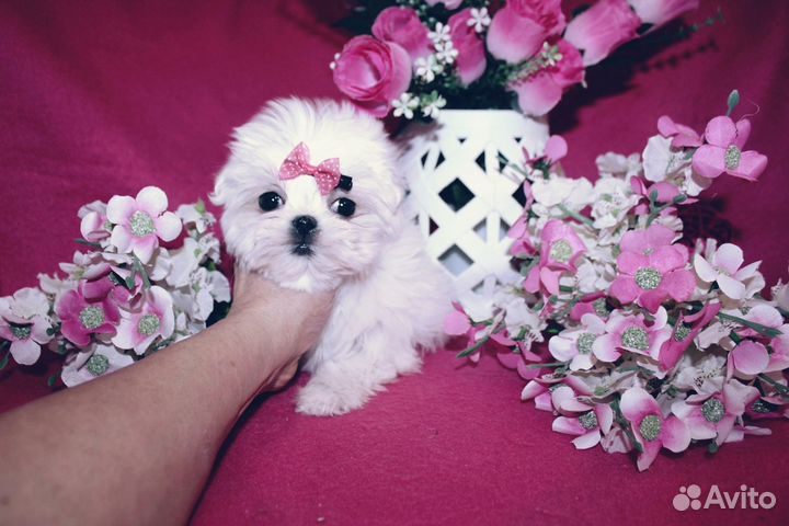 Беби-фейс мини девочка мальтезе 2 мес, корея