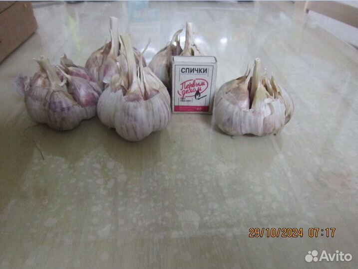 Чеснок на посадку озимый