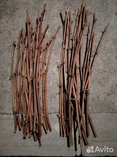 Черенки технического винограда