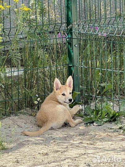 Девчуля 3,5 месяца ищет дом