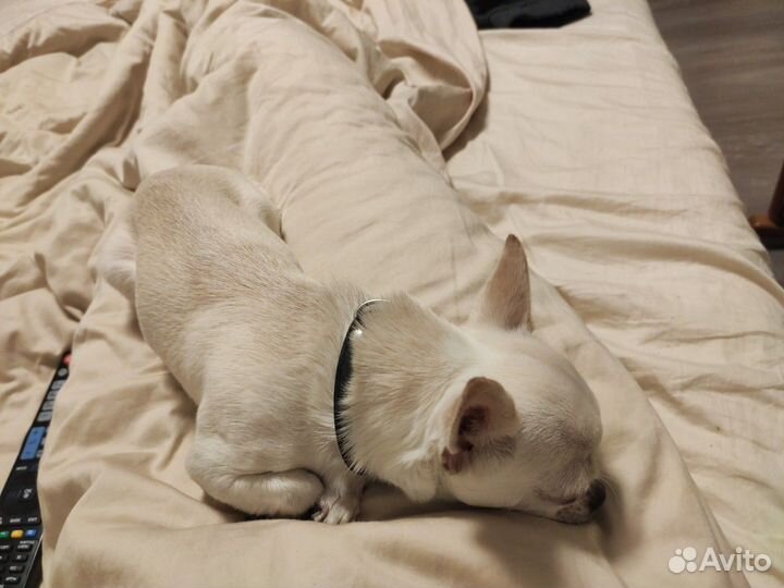 Передержка зооняня, передержка грызунов и птиц