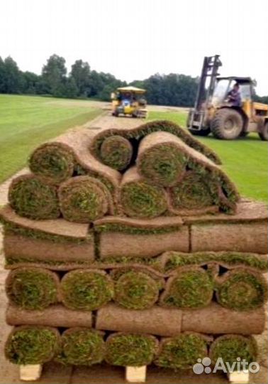 Рулонный газон