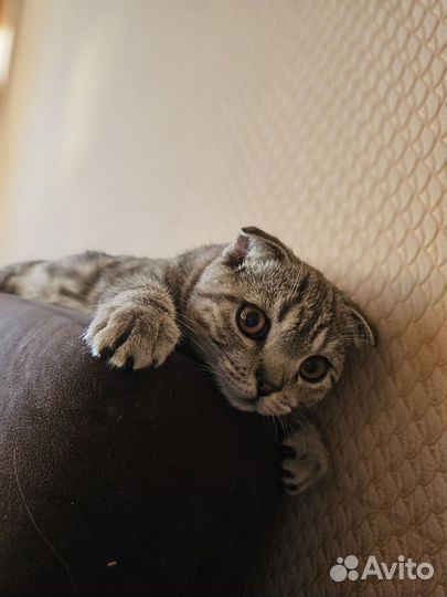 Отдам котика в добрые руки