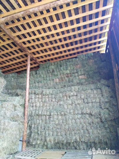 Продам сено