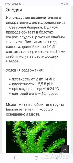 Водоросли для аквариума