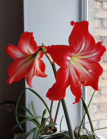 Амариллис, гиппеаструм