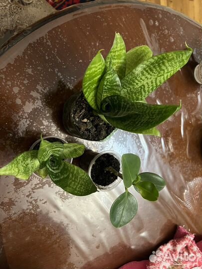 Сансевиерия