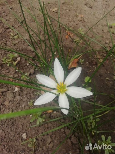 Зефирантес белый