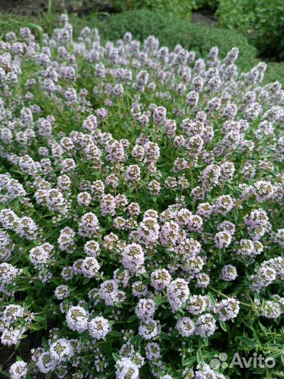 Душистые и пряные травы