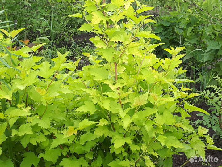 Пузыреплодник жёлтый 2-х летний, 80-90 см