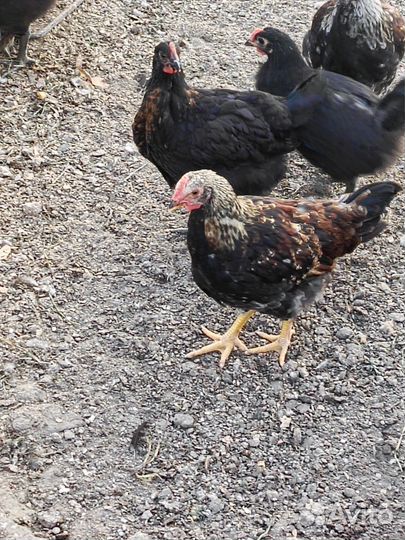 Молоденькие петушки