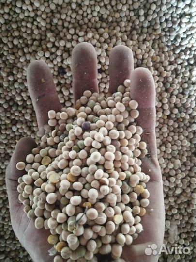 Продам горох