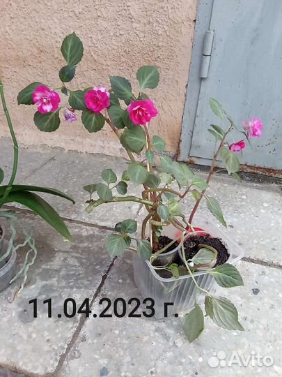 Комплекс из комнатных растений