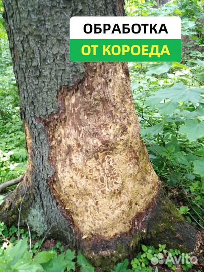 Лечение деревьев и растений от вредителей, грибков