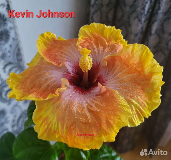 Сортовые гибискусы