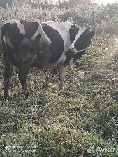 Корова стельная дойная